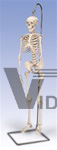 Mini Skeleton Model “Shorty”, on hanging stand